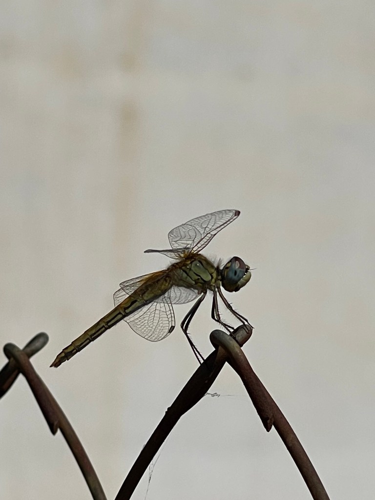 la libelula se posa fragilidad sobre dureza